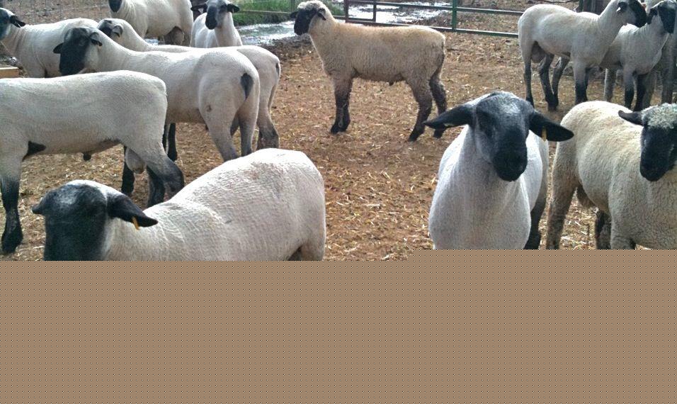 USDA probes scrapie case at Oregon plant