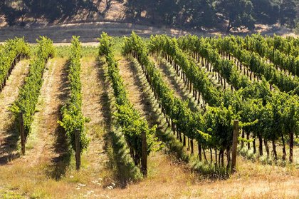 Regenerative vineyards can pay their way, new Sonoma County study finds