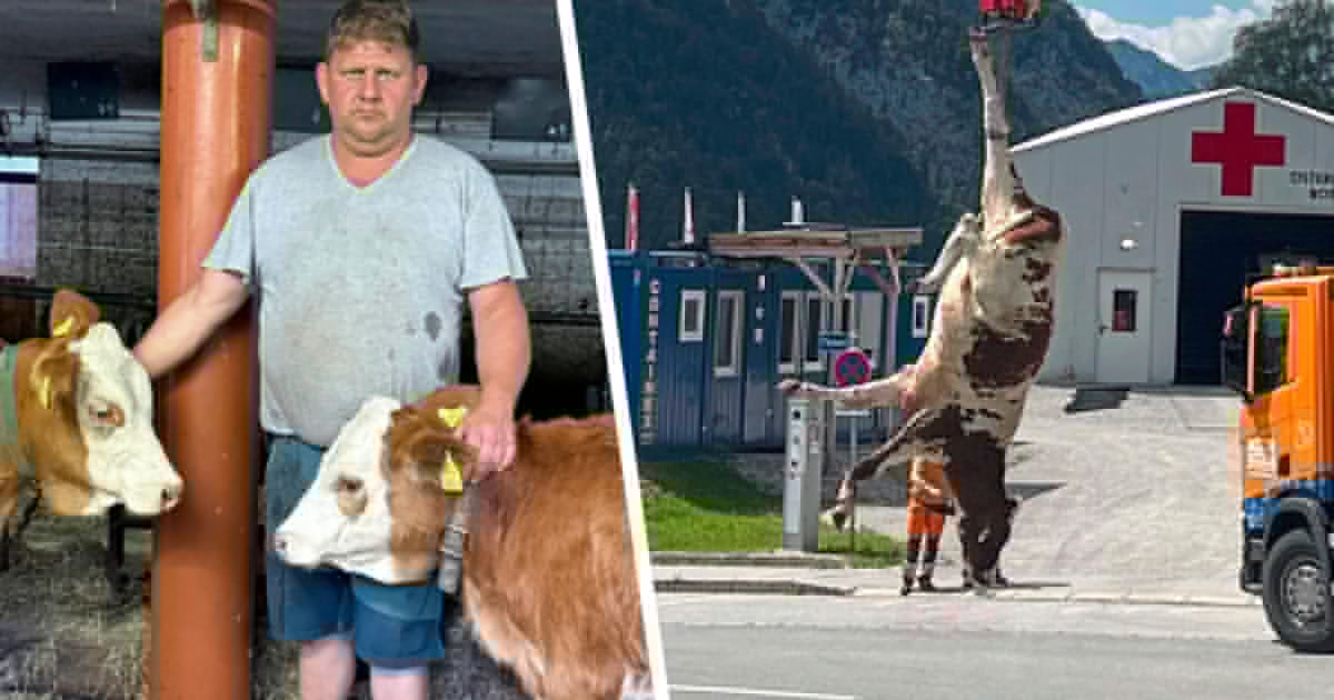 Von Hund gehetzt - Tierdrama auf der Alm: Kühe stürzten 100 Meter ab