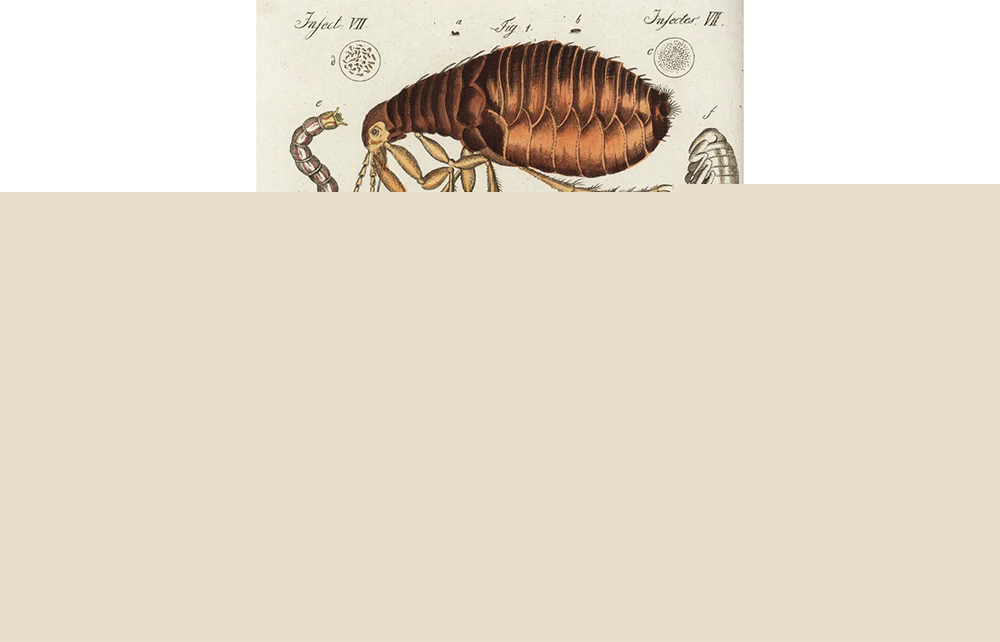 The good, the bad and the grotesque: the mind-blowing diversity of parasites