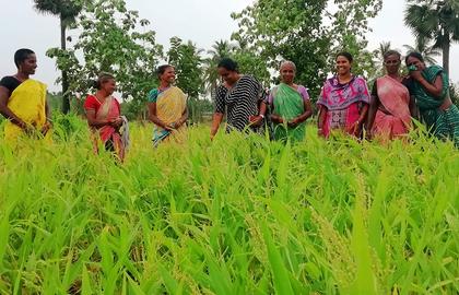 Indian Women Turn to Ancient Grains to Feed Their Families and Their Futures