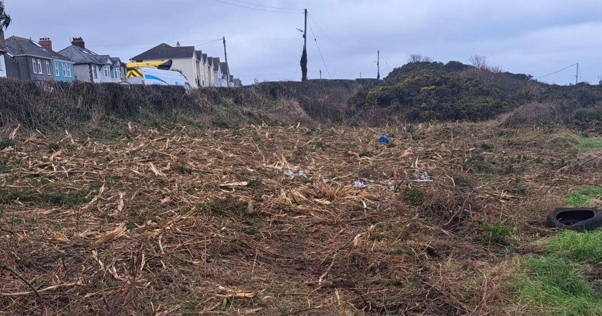 Locals aghast at wholesale act of destruction in North Down public park