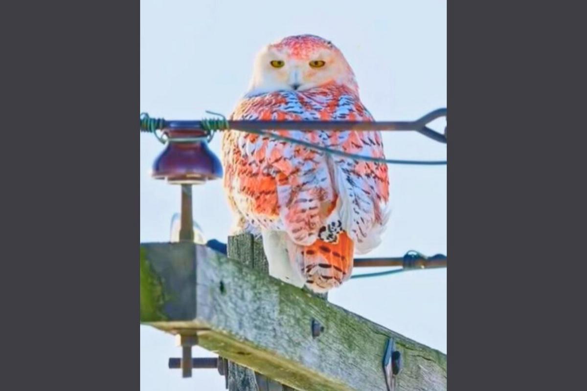 A Rare Orange Snowy Owl Spotted In Michigan Sparks Curiosity