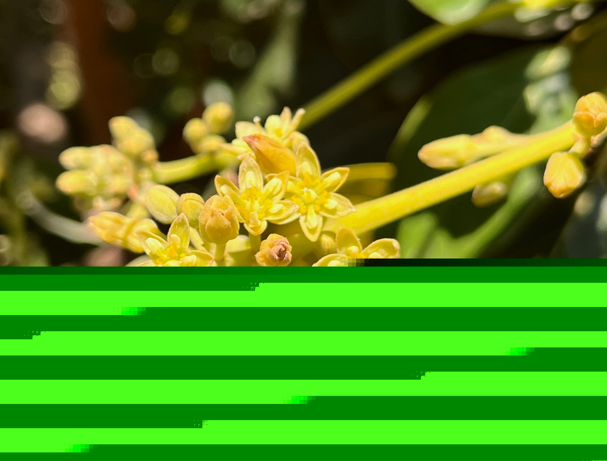 Avocado flowers switch sex daily—now we know why
