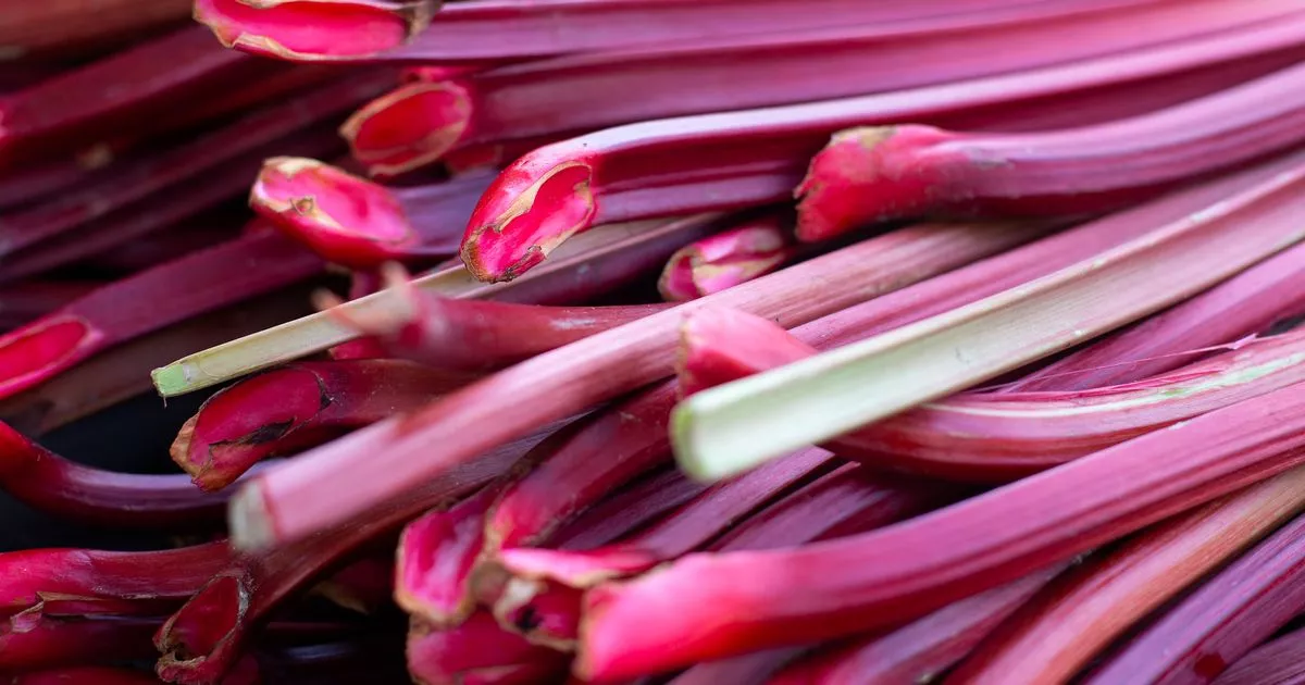 Gardeners told to do one simple job with rhubarb plants before winter arrives