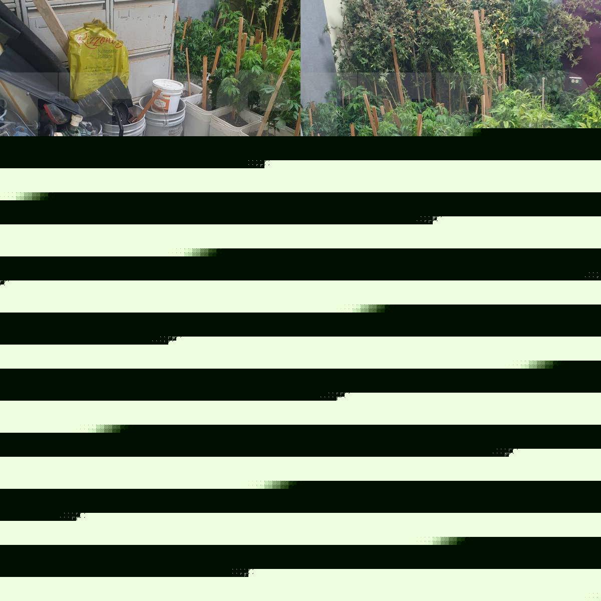 Cops make $117k cannabis bust in Gasparillo