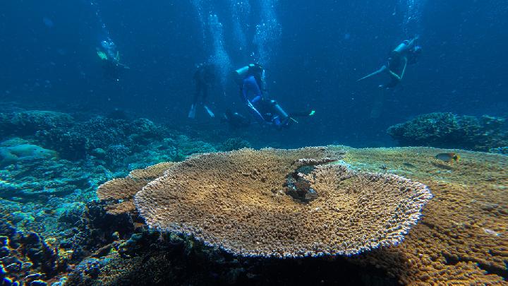 Marine Heatwaves Pose Risks to Human Health: What Are They?