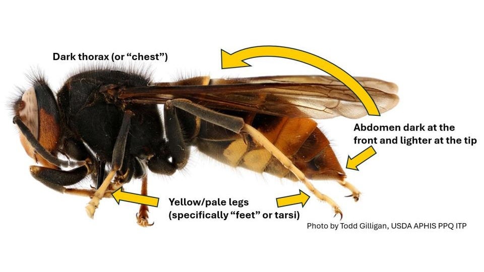 Invasive Yellow-Legged Hornet Discovered in North Carolina For First Time