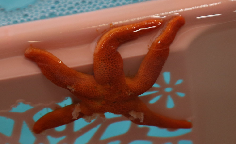 Scientists Discover Cause of Sea Star Wasting Disease That Plagued Oregon Coast for a Decade