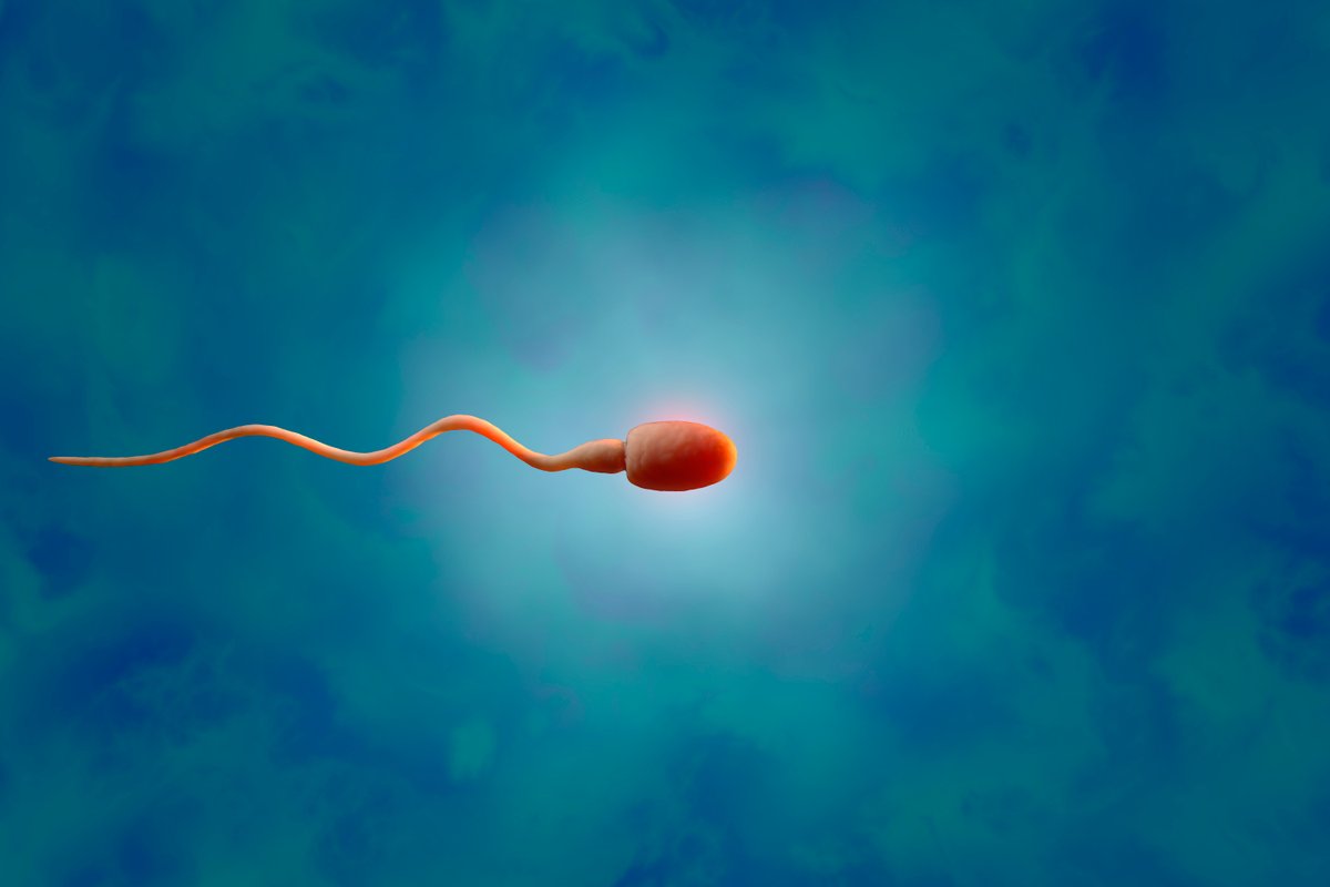 Tansplanted testicular tissue grew sperm in an infertile patient