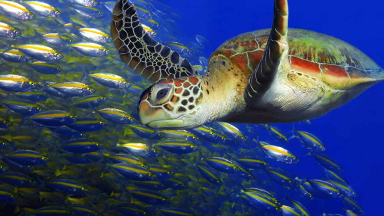 Watching a sea turtle nest is a bucket-list moment, but most travelers do it wrong