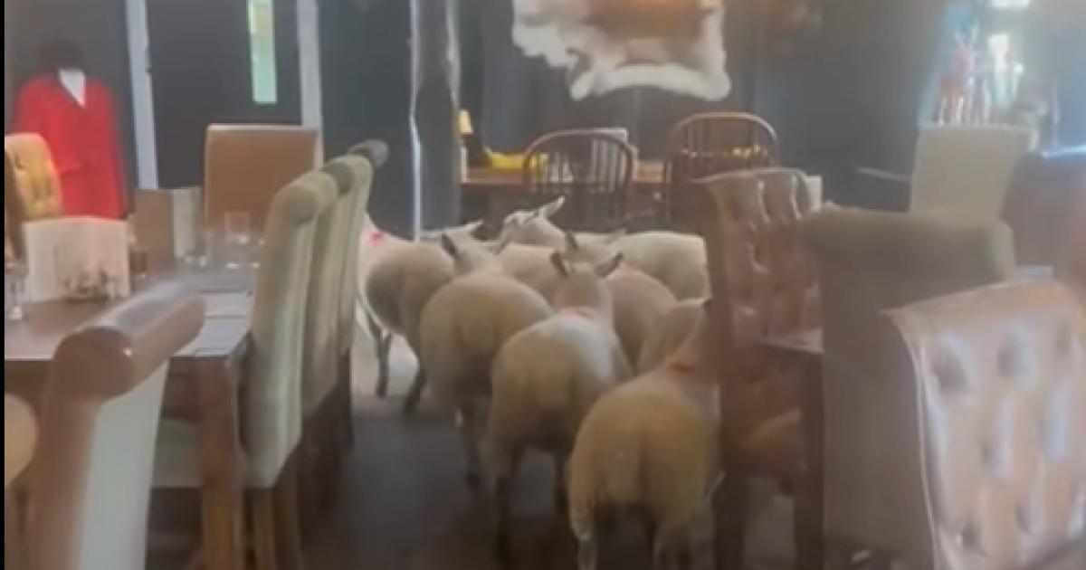 Sheep walk into North Yorkshire pub - and have now been baa-ed