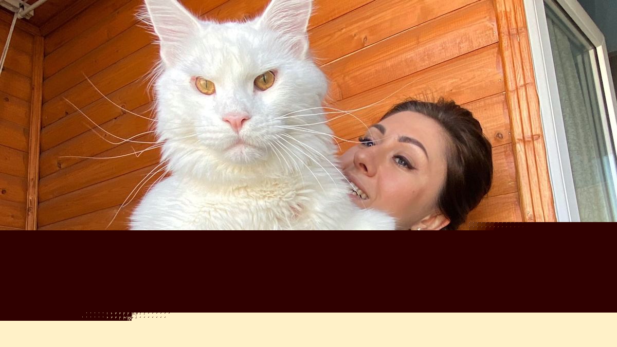 Meet the world's biggest cat - so large people think it's a dog