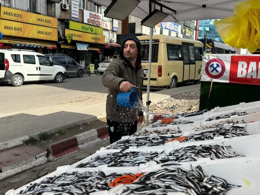 Türkiye'den kaçan hamsi geri döndü