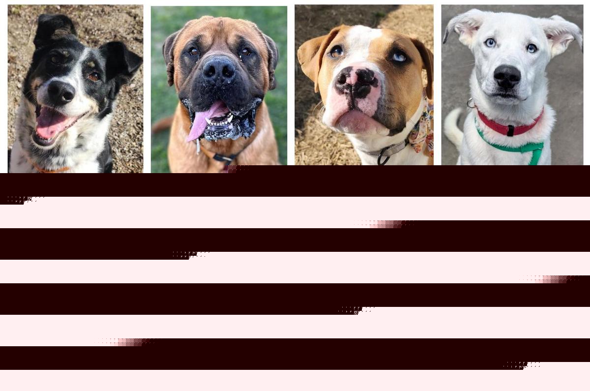 These Adoptable Evansville & Owensboro Dogs Have the Silliest Names