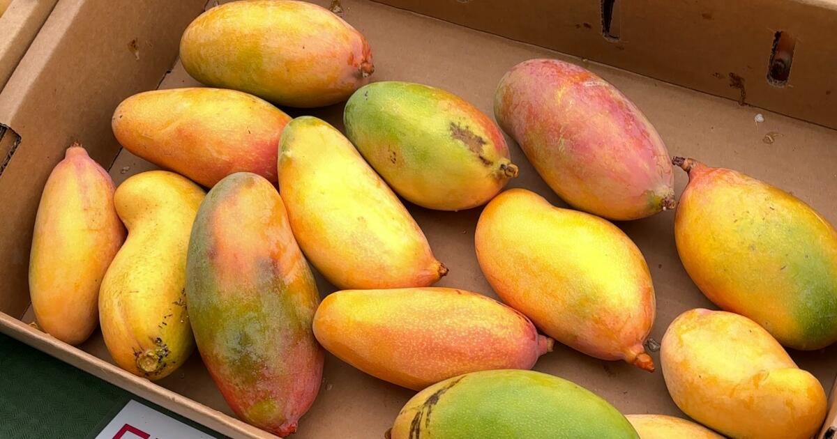 Mango season is almost over. Get to the market before it's too late