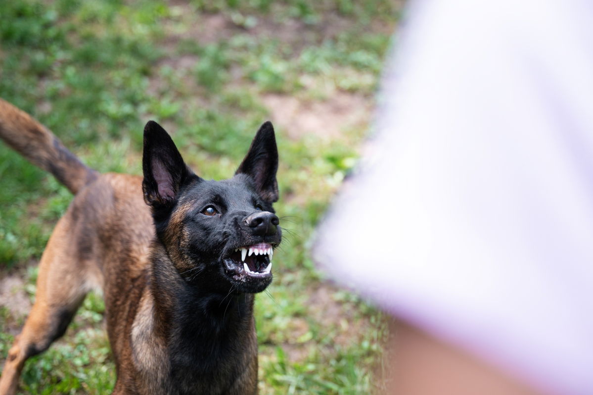 Local man running saves family from crazed Belgian Malinois in San Pedro de Alcantara, Marbella