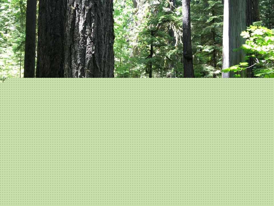 Mountain biking the McKenzie River Trail between Bend and Eugene