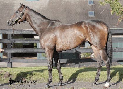 Daughter Of Omaha Beach Tops Early October Inglis Digital USA Sale