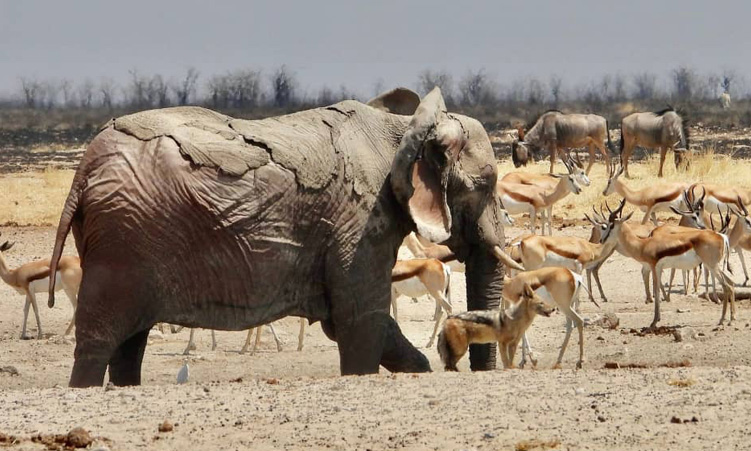 Etosha fires raise alarm on tourism