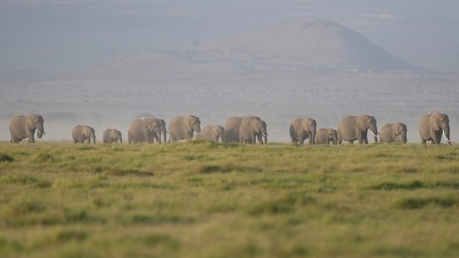 The deaths of 15 elephants in Kenya's Amboseli National Park spark investigation