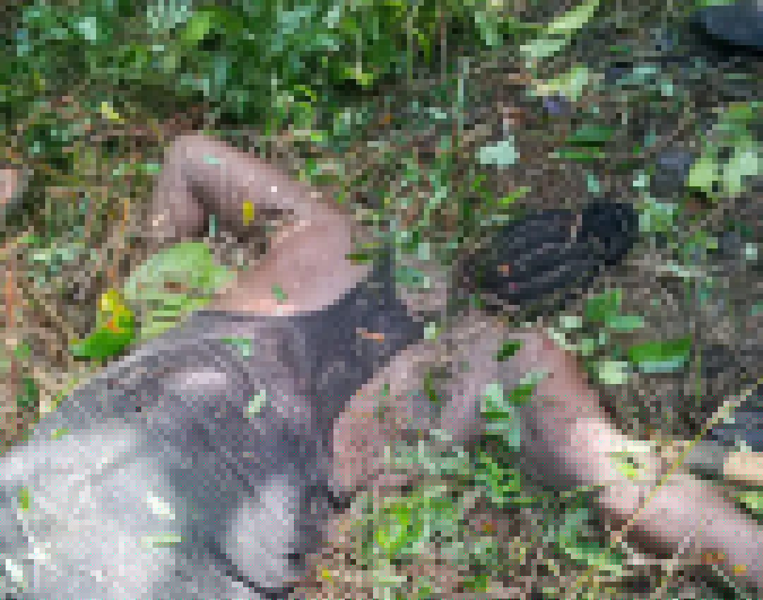 Police Probe Woman’s Death in Palm Tree Accident