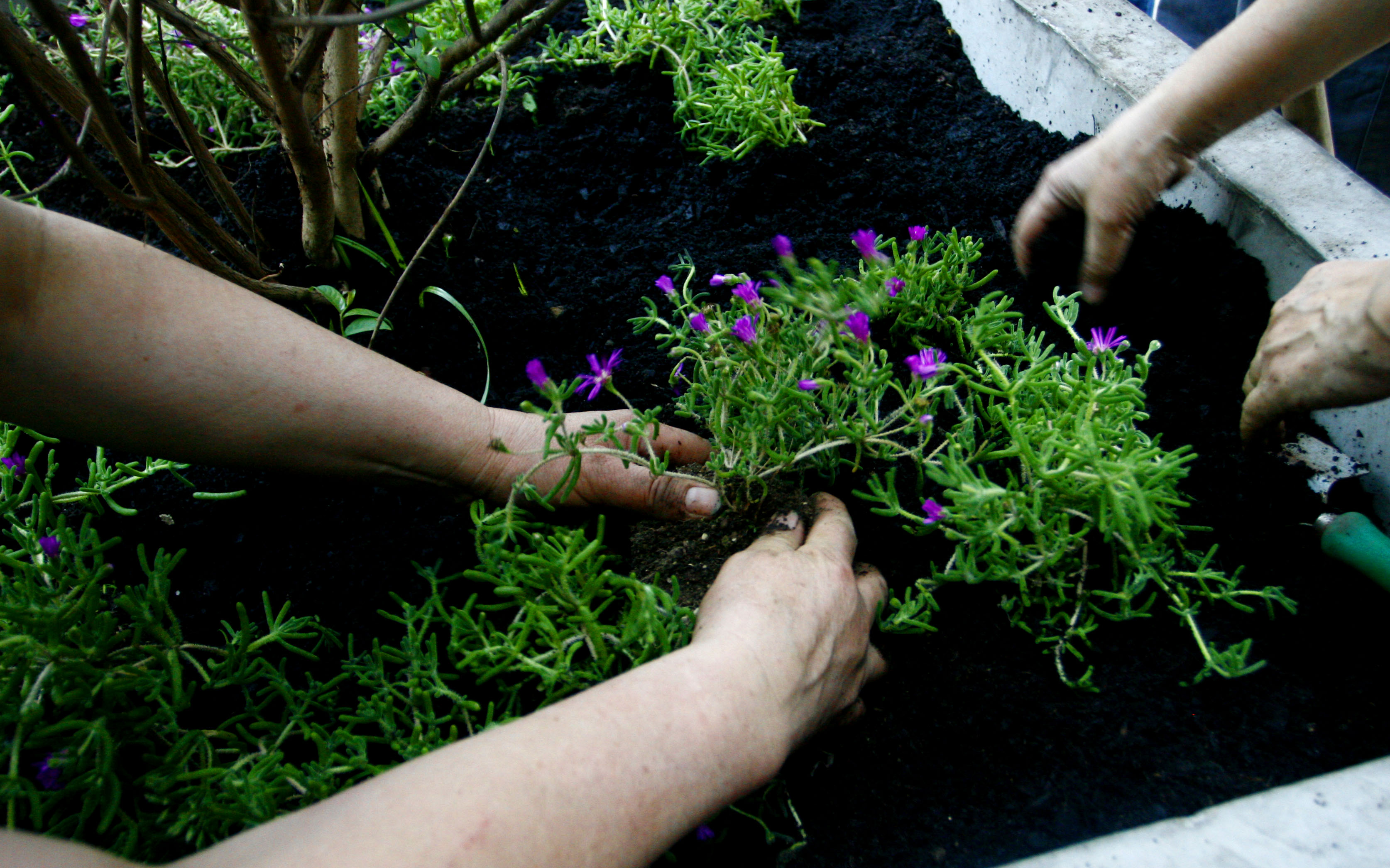 ¿Qué sembrar en esta época? Consejos para huertas en primavera