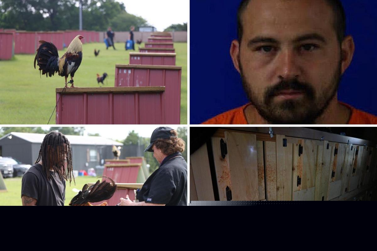 East Texas Man Arrested After 181 Roosters Found