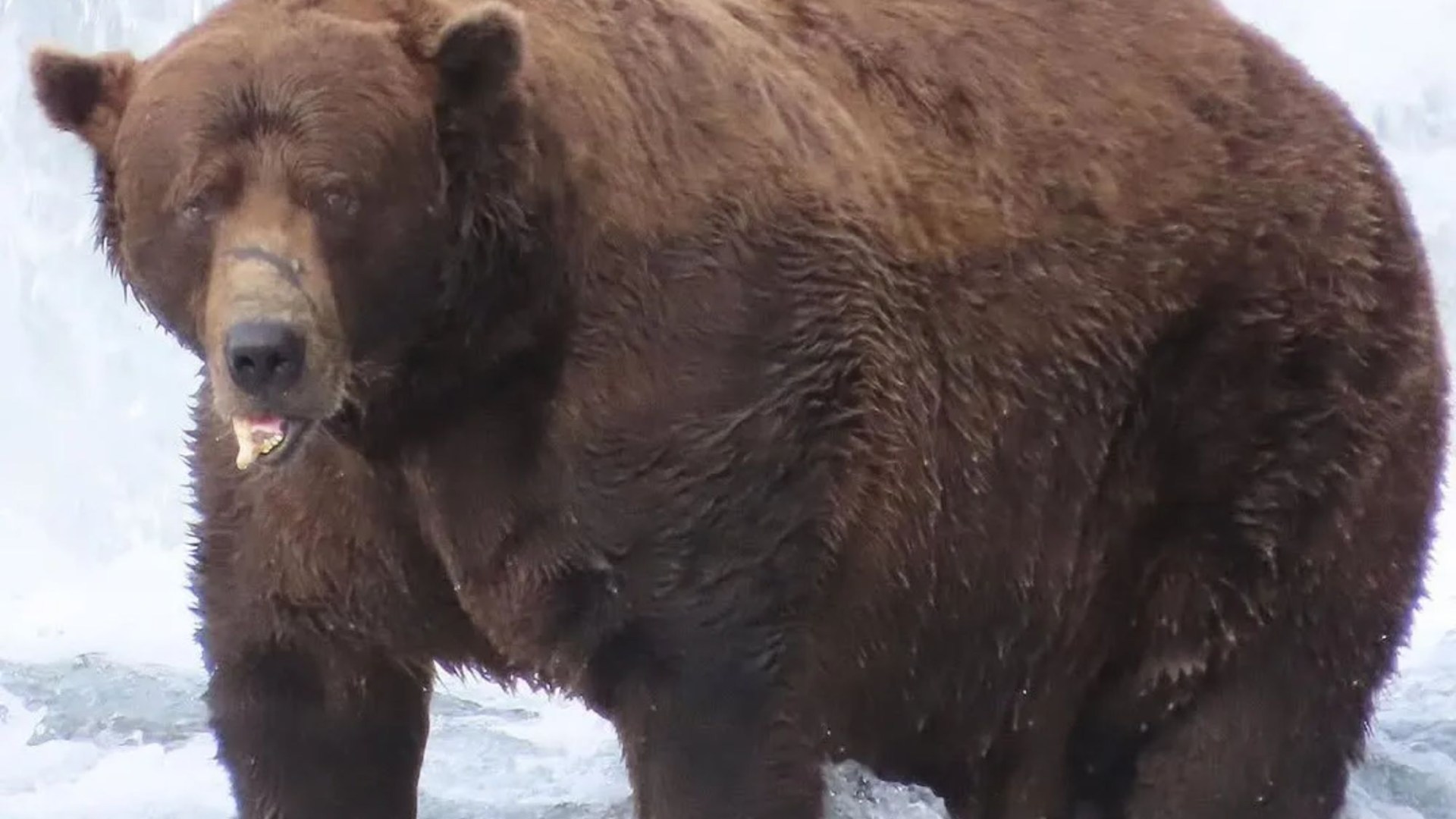 World’s fattest bear crowned as 1,200lb bruin 32 Chunk wins Fat Bear Week 2025 after gorging on fish despite broken jaw