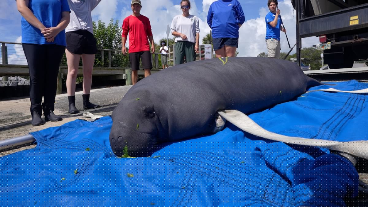 Rescued manatee returns home