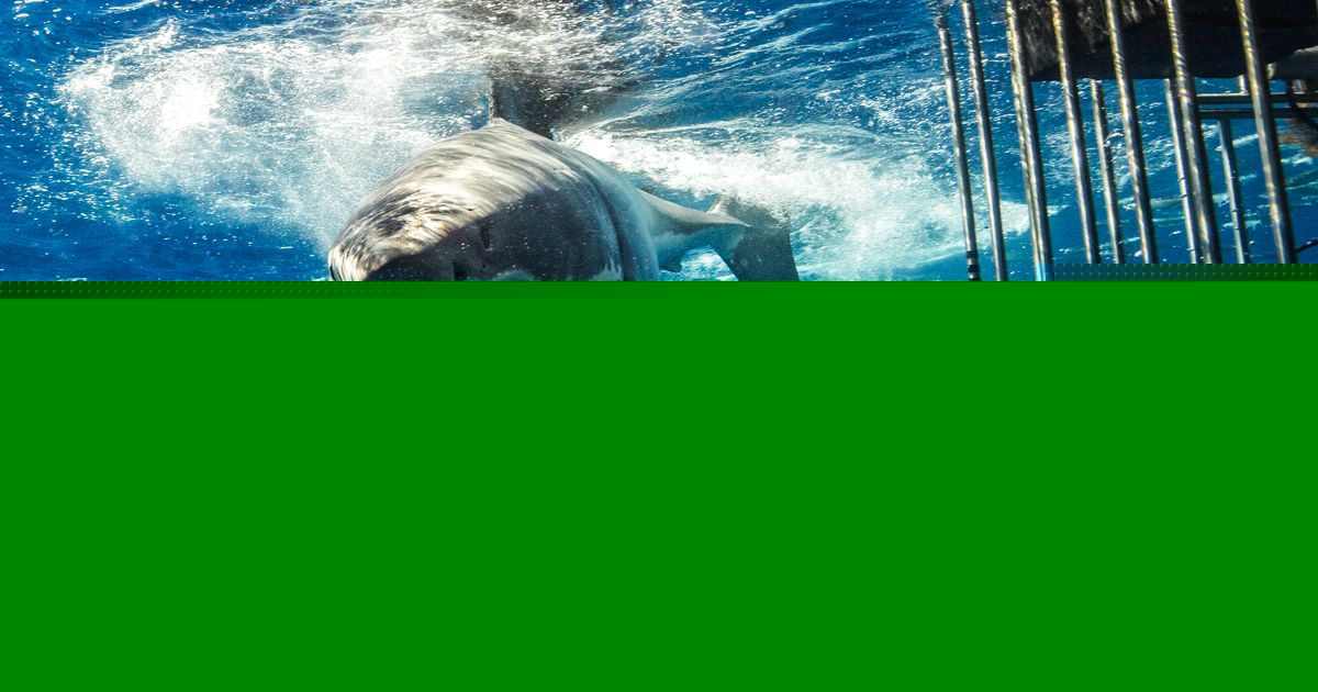 Great White Drags Lifeguard Six Feet Underwater