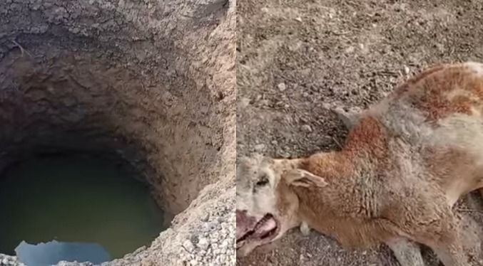 Pozos secos y animales muertos: Alta Guajira comienza a sufrir los estragos de El Niño