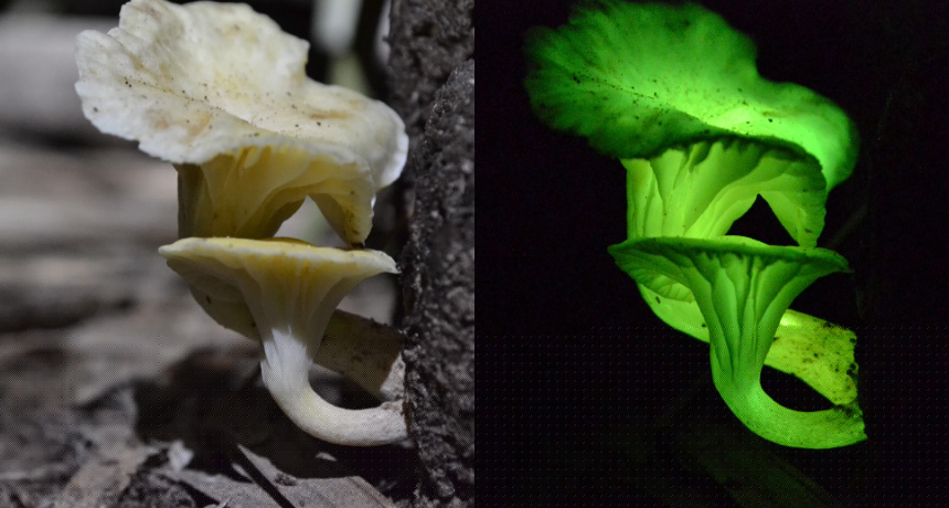 Comment on How a mushroom gets its glow by All of us have a (very tiny) glow of sunshine, no film magic wanted - YACAK