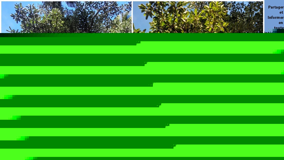 Un arbre endémique centenaire identifié sur le site de reforestation de Trou aux Cerfs