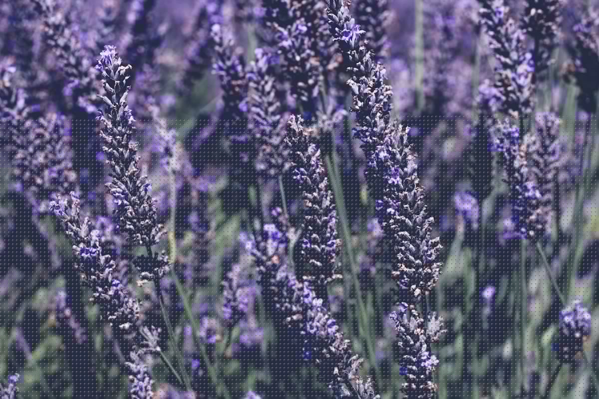 Spend a Sweet Summer Saturday in Canyon at the Lavender Festival