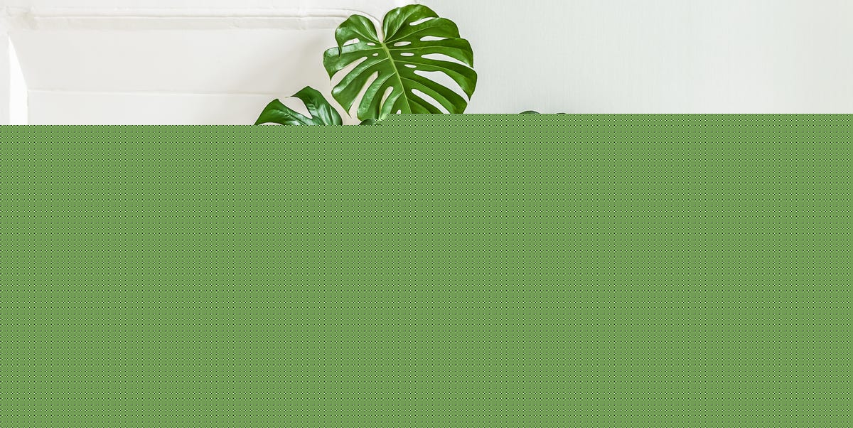 How to Care for a Swiss Cheese Plant the Right Way