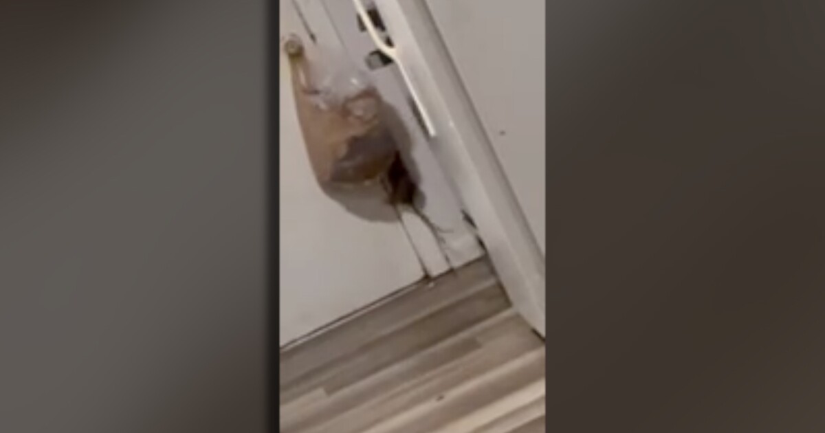 Evanston mother says landlord ignored years of rodent, roach and safety complaints at family home