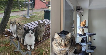 24 Purrfessional Pictures of Cats Holding Highly Important Meetings