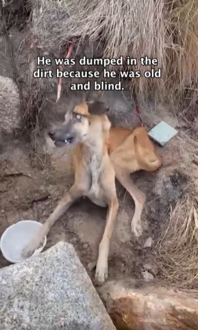 Old and blind dog’s incredible will to live after dumped in dirt to die inspired miraculous comeback