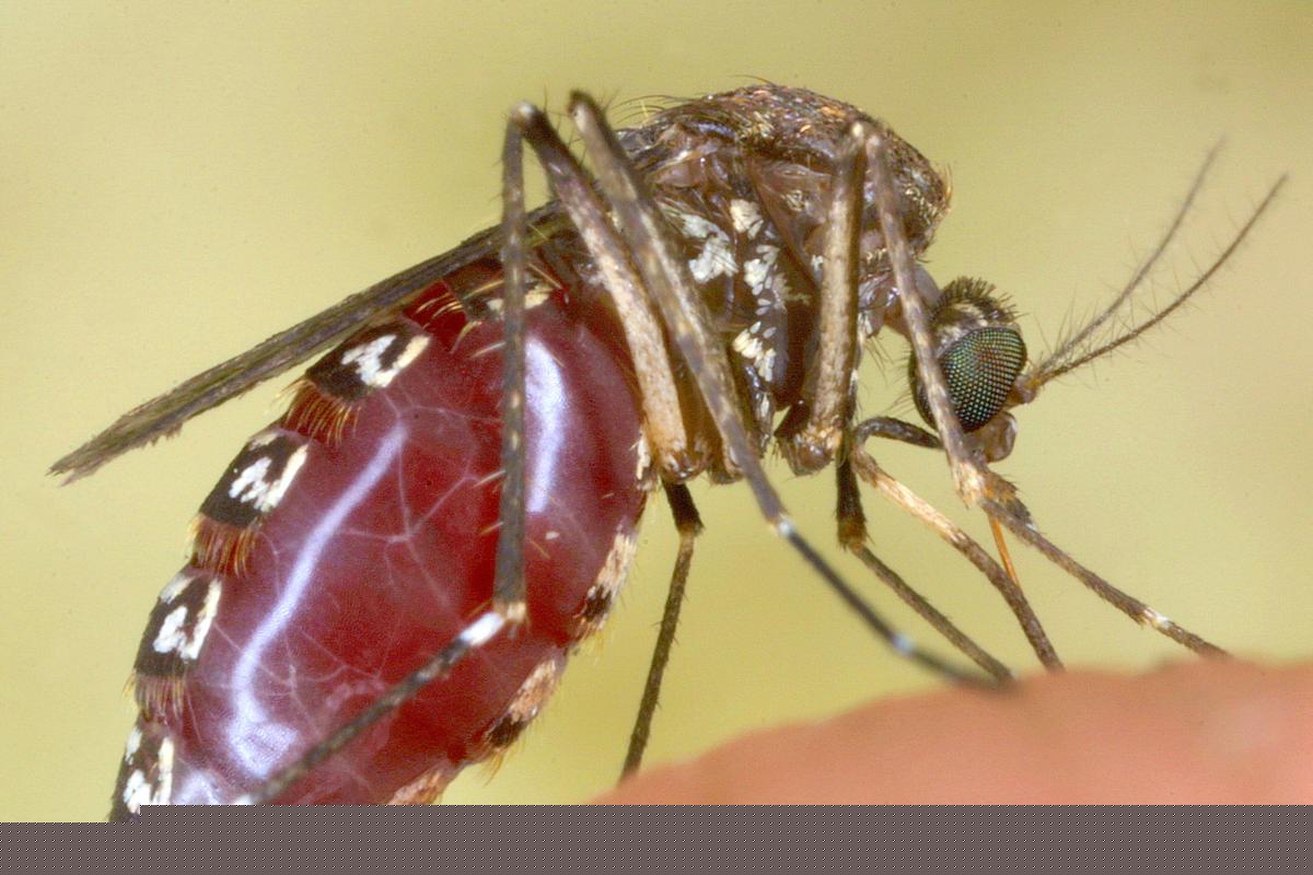 What Parts of Louisiana Have More Positive West Nile Tests in Mosquitoes