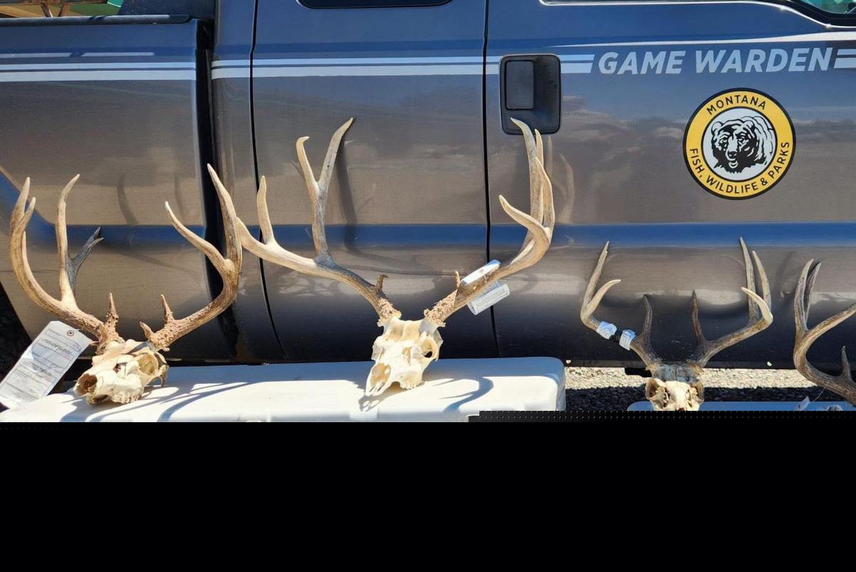 Poaching Gets Montana Men Fines and Loss of Hunting Rights