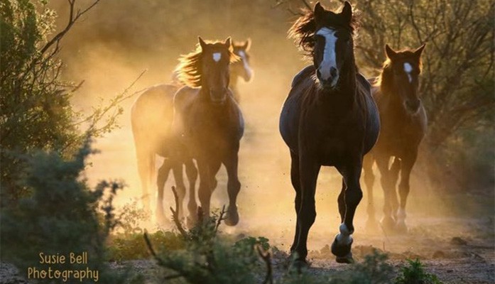 Comment on Keep Laying the Stones: Cathedral Thinking, Equanimity and the Fight for the Salt River Horses by Josealvarez