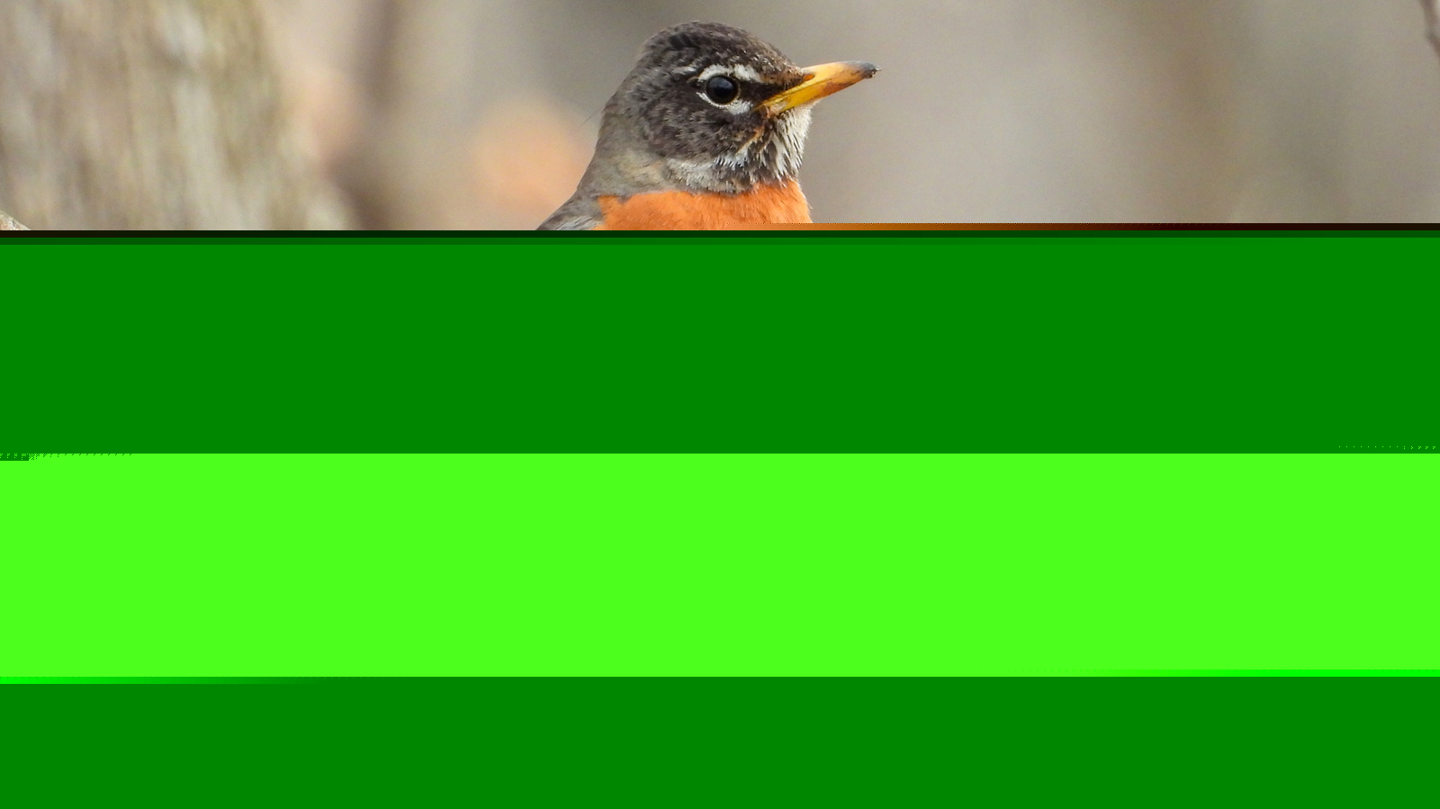 Turn A Neglected Kitchen Scrap Into A Cheaper Bird Feeder With A Simple DIY