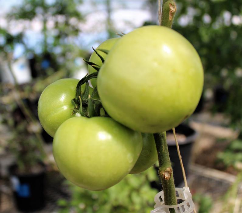 Northern Nevada backyards and gardens: What’s wrong with my tomatoes?