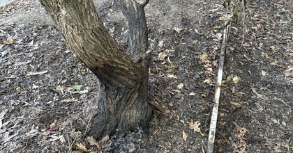 'Wodonga is going to burn': woman sparked fires, found by police with lighter