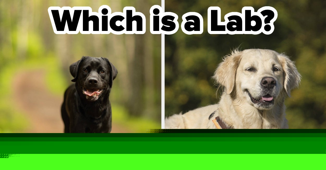 I'll Be Impressed If You Can Name At Least Half Of These Tricky Dog Breeds