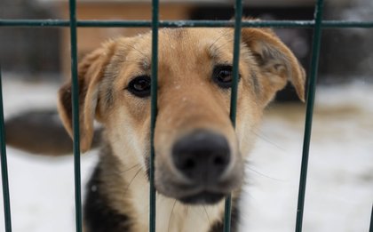 As temperatures outside plunge, a Ukrainian pet shelter struggles to keep animals warm amid Russian attacks