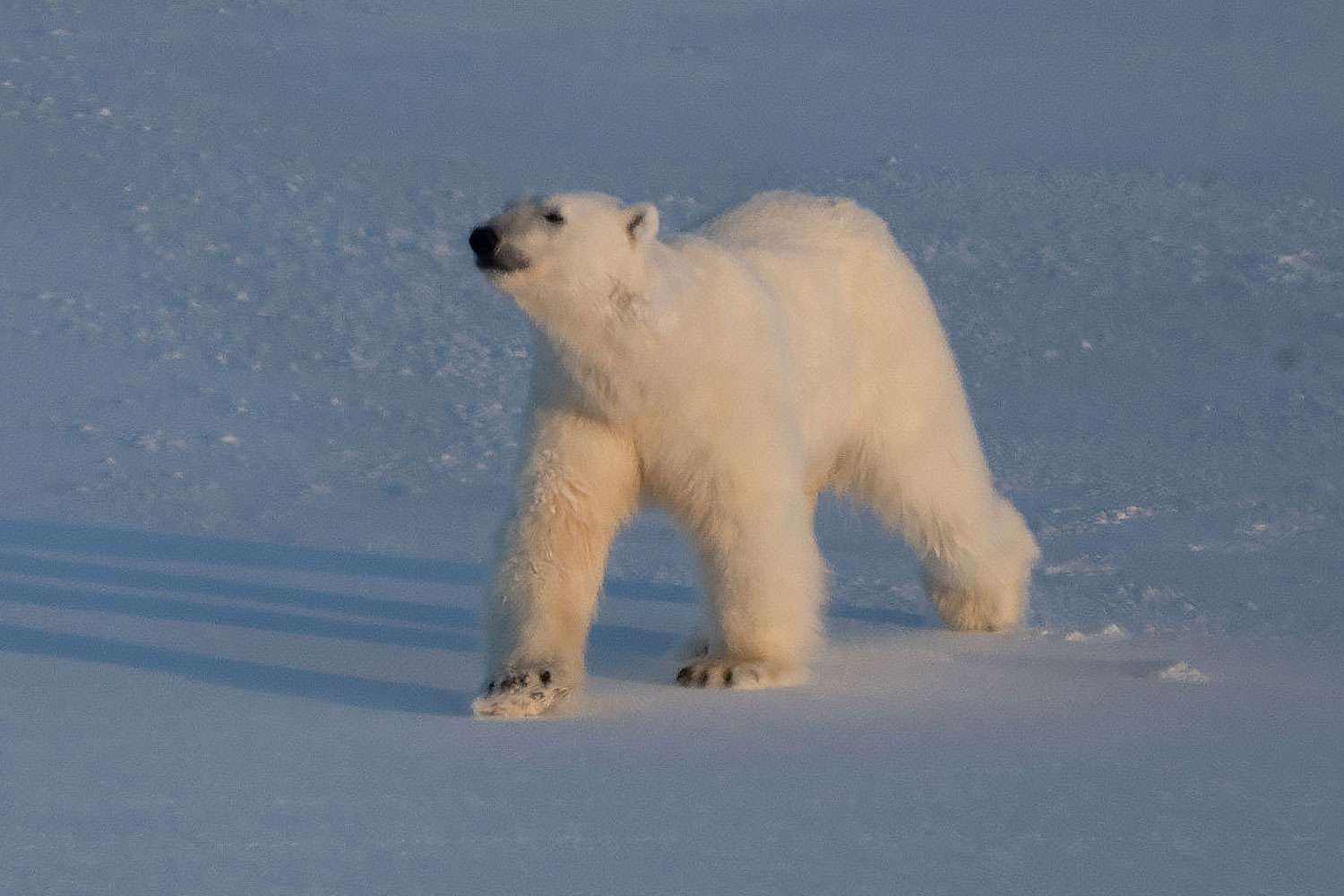 Scientists 'Surprised' to See Some Polar Bears Getting 'Fatter and Healthier' amid Ice Loss