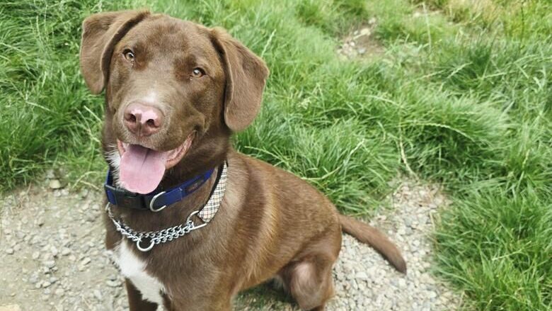 This Pet of the Week will make you chuckle!