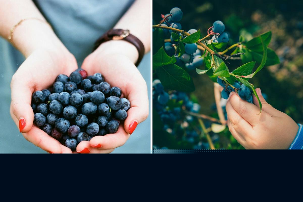 Maine's Wild Blueberry Weekend Is the Sweetest Summer Tradition